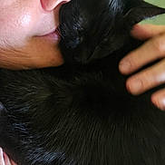 Panther joined the competition — help win amazing prizes! affection, black_cat, black_fur, cat, close_up, companionship, cozy, cuddling, ears, feline, hand, home, indoor, kissing, person, pet, pink_clothing, portrait, relaxed, whiskers