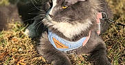 Bounty a rejoint le concours — aidez-le/la à gagner de superbes lots ! cat, gray_cat, white_paws, harness, leash, outdoor, grass, sunlight, pet, animal, feline, resting, closeup, daylight, nature, whiskers, ears, yellow_eyes, fur, relaxed