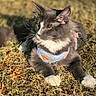 cat, gray_cat, white_paws, harness, leash, outdoor, grass, sunlight, pet, animal, feline, resting, closeup, daylight, nature, whiskers, ears, yellow_eyes, fur, relaxed