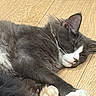Bounty a rejoint le concours — aidez-le/la à gagner de superbes lots ! cat, sleeping, gray_cat, white_paws, fur, whiskers, wooden_floor, pet, animal, relaxing, cute, domestic_cat, close_up, indoor, mammal, feline, resting, peaceful, cozy, nap