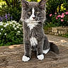 cat, grey_cat, white_paws, fluffy_fur, yellow_eyes, sitting, wooden_table, garden, flowers, greenery, outdoor, sunlight, nature, pet, animal, portrait, closeup, cute, feline, peaceful