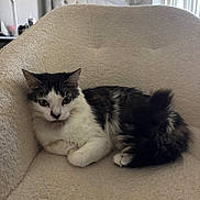 Lucy joined the competition — help win amazing prizes! cat, feline, pet, indoor, armchair, furniture, black_and_white, fluffy, relaxed, cozy, curious, domestic_animal, whiskers, fur, tail, sitting, resting, home, comfortable, cute
