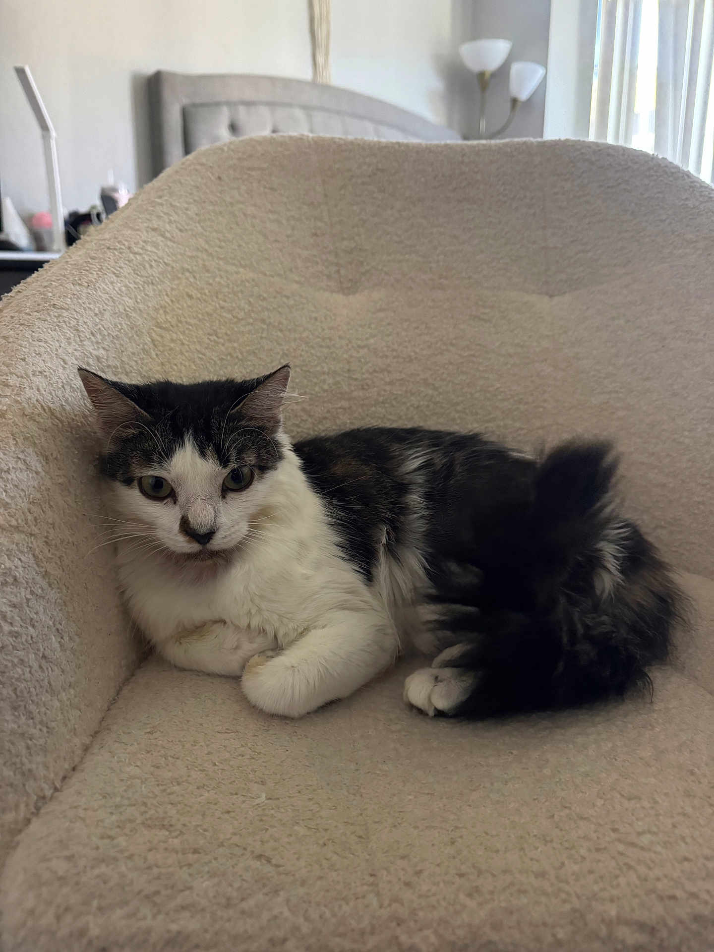 Lucy joined the competition — help win amazing prizes! cat, feline, pet, indoor, armchair, furniture, black_and_white, fluffy, relaxed, cozy, curious, domestic_animal, whiskers, fur, tail, sitting, resting, home, comfortable, cute