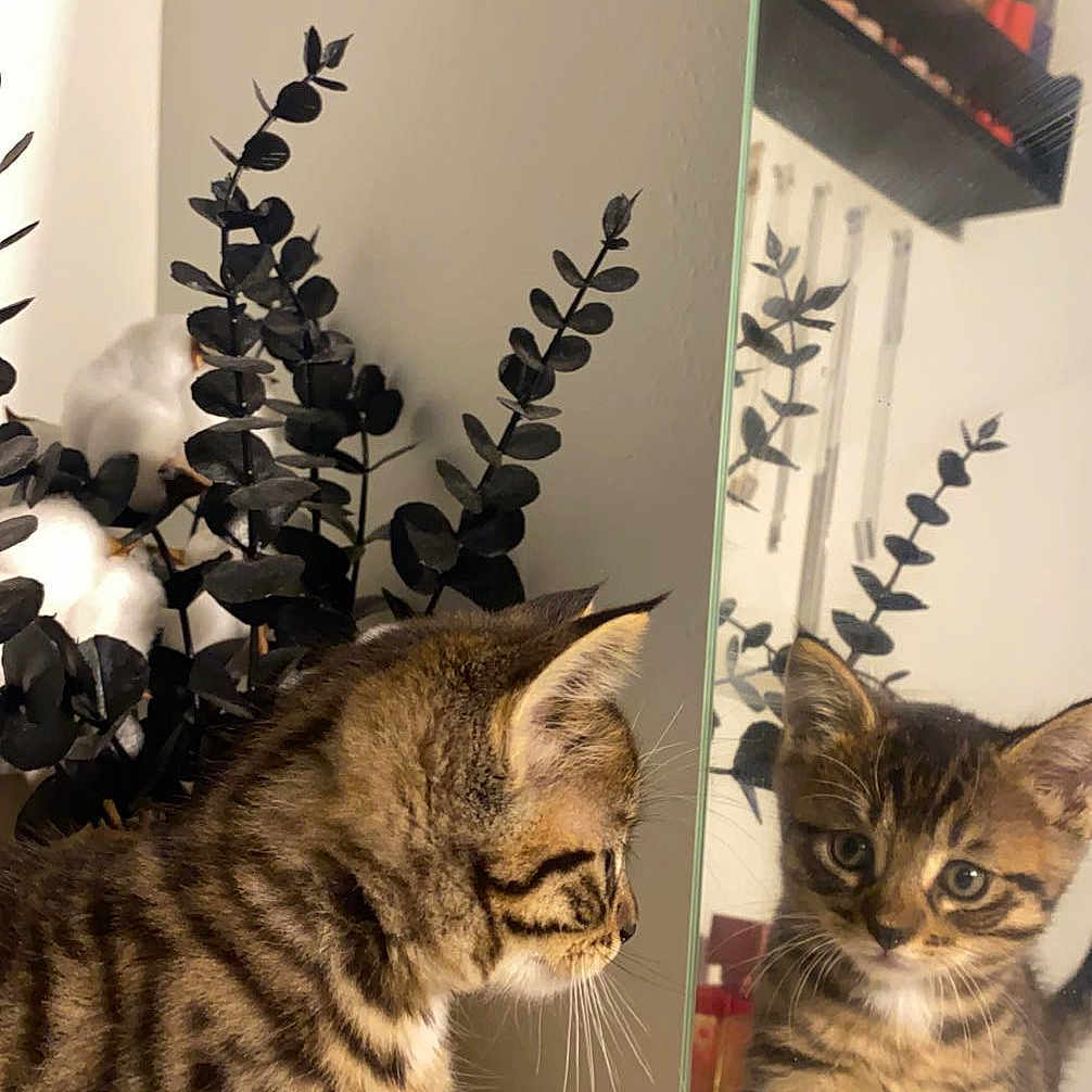 Nikito a rejoint le concours — aidez-le/la à gagner de superbes lots ! animal, architecture, building, cat, flower, furniture, herbal, herbs, indoors, interiordesign, kitten, manx, pet, plant, pottedplant, shelf, wall, window, windowsill, wood