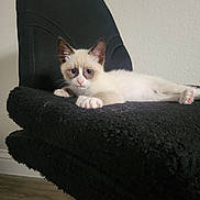 Snow joined the competition — help win amazing prizes! animal, black_chair, blue_eyes, cat, close_up, cozy, curious, cute, domestic_cat, fur, furniture, indoor, kitten, laying_down, looking_at_camera, paws, pet, resting, whiskers, young_cat