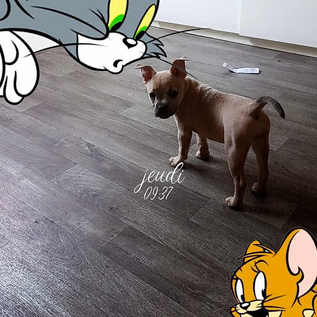 Bscotte participe au concours pour gagner de l'argent avec cette photo : puppy, dog, cartoon, tom_and_jerry, wooden_floor, indoor, home, standing, brown_fur, small_dog, pet, animal, photograph, digital_overlay, text_overlay, flooring, ears, tail, looking_at_camera, humorous
