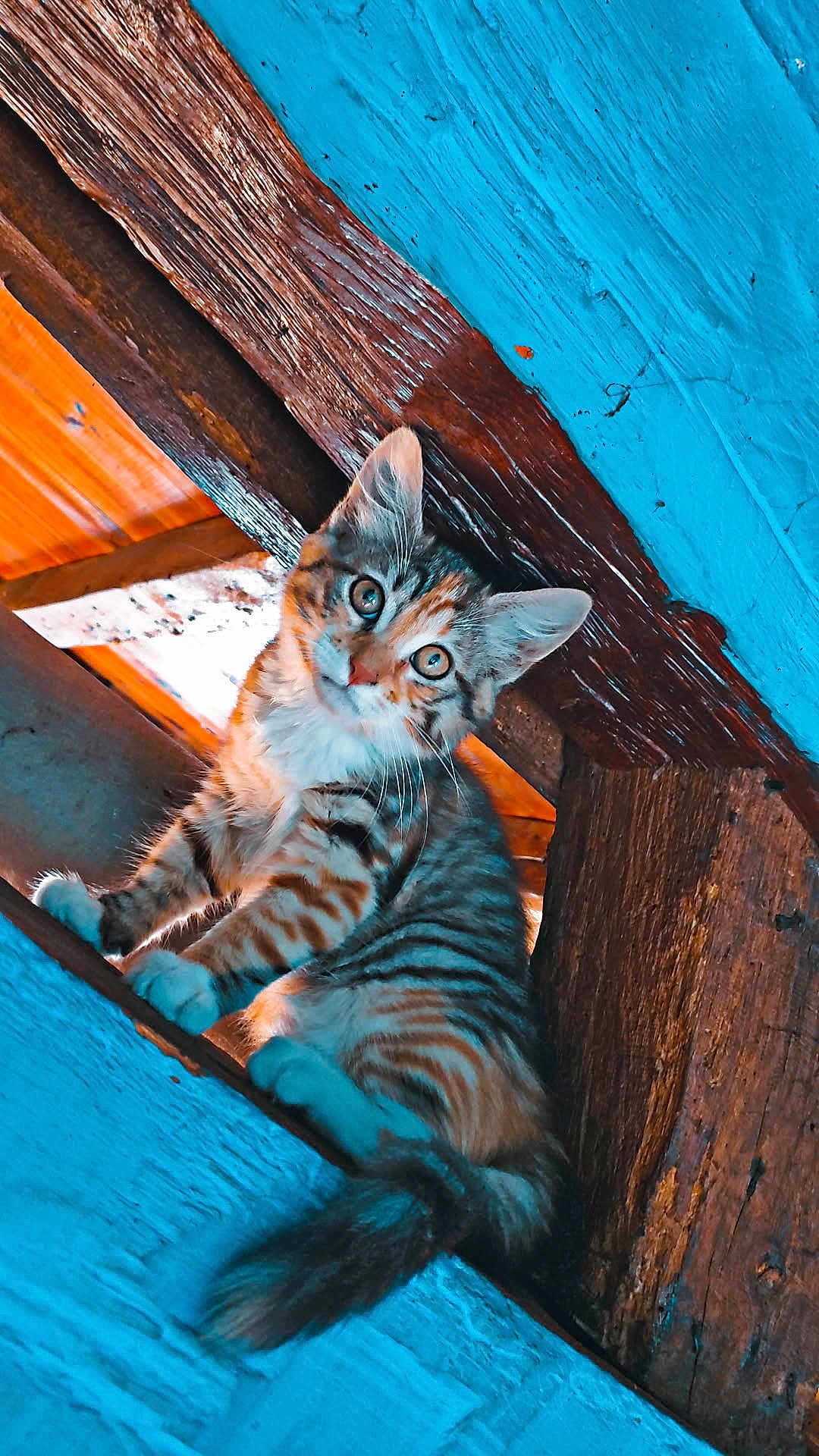 Ohana participe au concours pour gagner de l'argent avec cette photo : cat, kitten, tabby, curious, wood, blue_paint, orange_paint, animal, pet, feline, whiskers, ears, tail, indoor, texture, close_up, colorful, playful, young, cute