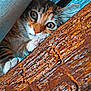 Ohana a rejoint le concours — aidez-le/la à gagner de superbes lots ! cat, kitten, tabby, paw, wood, close_up, curious, animal, pet, feline, whiskers, ears, eyes, face, texture, brown, orange, white, nature, cute