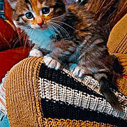 Ohana participe au concours pour gagner de l'argent avec cette photo : kitten, cat, animal, pet, fur, whiskers, paws, knitted_sweater, brown, white, black, striped, cute, indoor, cozy, furniture, couch, closeup, young, curious