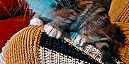 Ohana participe au concours pour gagner de l'argent avec cette photo : animal, black, brown, cat, closeup, couch, cozy, curious, cute, fur, furniture, indoor, kitten, knitted_sweater, paws, pet, striped, whiskers, white, young