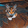 Ohana a rejoint le concours — aidez-le/la à gagner de superbes lots ! cat, kitten, tabby, pet, animal, feline, whiskers, ears, paws, couch, furniture, indoor, curious, looking, young, sitting, home, patterned, closeup, cute