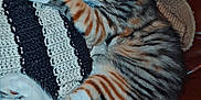 Ohana a rejoint le concours — aidez-le/la à gagner de superbes lots ! cat, kitten, sleeping, tabby, striped, crocheted_blanket, leather_couch, cozy, pet, animal, feline, resting, cute, indoor, fur, paw, whiskers, relaxed, home, nap