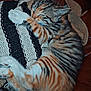 cat, kitten, sleeping, tabby, striped, crocheted_blanket, leather_couch, cozy, pet, animal, feline, resting, cute, indoor, fur, paw, whiskers, relaxed, home, nap