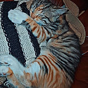 Ohana a rejoint le concours — aidez-le/la à gagner de superbes lots ! animal, blanket, cat, couch, cozy, cute, fur, indoor, kitten, knitted, leather, paw, pet, relaxed, resting, sleeping, soft, striped, tabby, whiskers