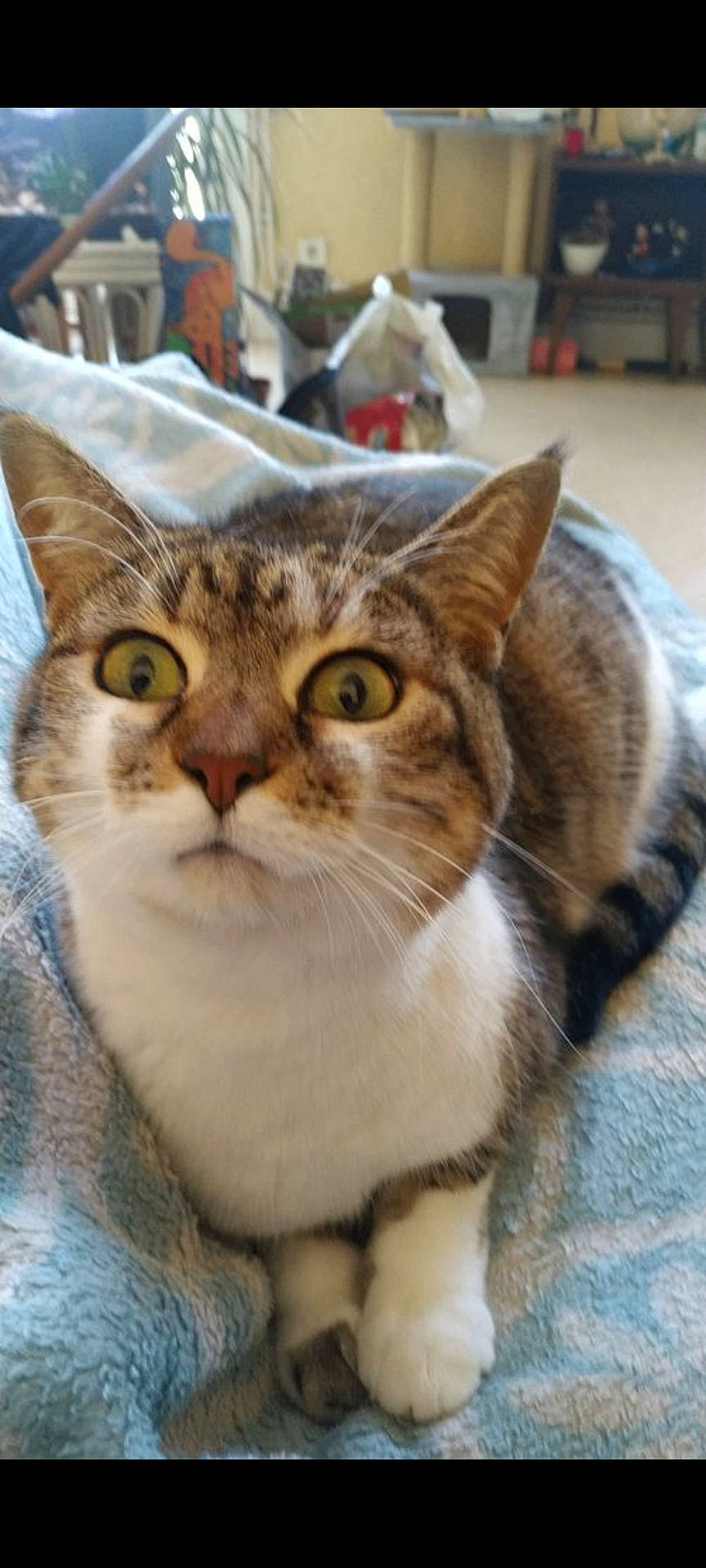 Gazole a rejoint le concours — aidez-le/la à gagner de superbes lots ! abyssinian, animal, blanket, cat, couch, cushion, egyptiancat, furniture, homedecor, indoors, kitten, manx, pet, quilt, siamese