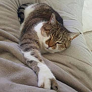 Gazole a rejoint le concours — aidez-le/la à gagner de superbes lots ! cat, tabby, sleeping, relaxed, feline, pet, animal, indoor, blanket, cozy, resting, cute, fur, whiskers, paw, bed, comfort, soft, home, nap