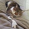 cat, tabby, sleeping, relaxed, feline, pet, animal, indoor, blanket, cozy, resting, cute, fur, whiskers, paw, bed, comfort, soft, home, nap