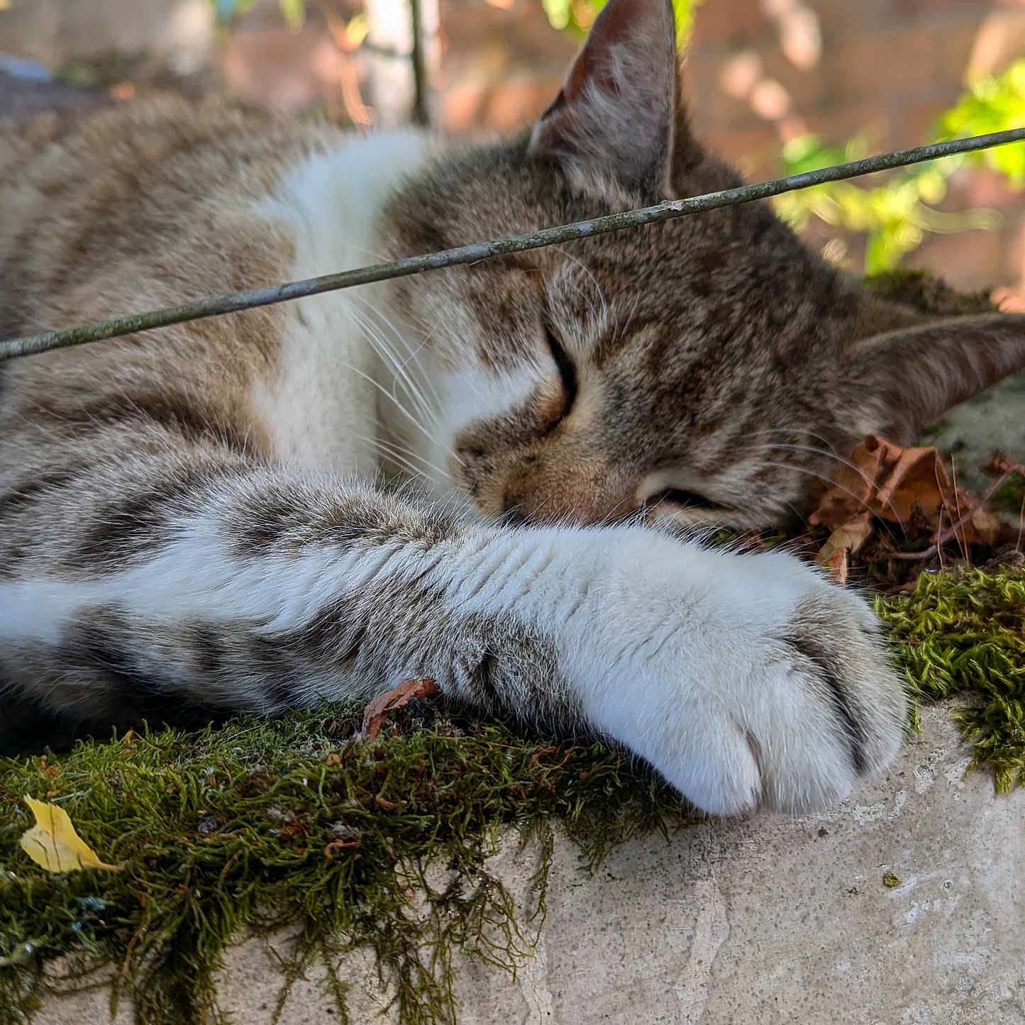 Gazole participe au concours pour gagner de l'argent avec cette photo : abyssinian, animal, cat, flagstone, grass, ivy, kitten, manx, moss, ocelot, path, person, pet, plant, slate, sleeping, soil, walkway