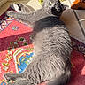 animal, cat, curtain, domestic, feline, floor, gray_cat, green_curtain, home, indoor, lazy, looking_at_camera, patterned_rug, pet, relaxed, rug, sunlight, sunny, tile_floor, wooden_furniture