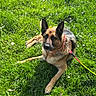 dog, german_shepherd, grass, leash, outdoor, sunlight, canine, pet, animal, nature, greenery, summer, relaxing, alert, collar, mammal, domestic_animal, daytime, park, resting