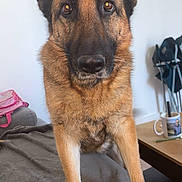 Rafia a rejoint le concours — aidez-le/la à gagner de superbes lots ! german_shepherd, dog, pet, indoor, couch, remote_control, blanket, table, mug, wall, floor, furniture, living_room, curious, brown_fur, black_fur, ears, eyes, paws, home