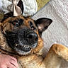dog, german_shepherd, pet, close_up, smiling, teeth, paw, fur, hand, slipper, bow, indoor, carpet, floor, brown, black, white, cute, relaxed, affection