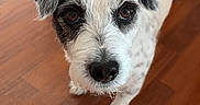 Messi a rejoint le concours — aidez-le/la à gagner de superbes lots ! animal, black_and_white, canine, close_up, companion, curious, cute, dog, domestic, ears, friendly, fur, house, indoor, looking_at_camera, nose, pet, small_dog, standing, wooden_floor