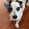 Messi a rejoint le concours — aidez-le/la à gagner de superbes lots ! dog, small_dog, black_and_white, curious, pet, indoor, wooden_floor, close_up, animal, canine, looking_at_camera, fur, ears, nose, house, domestic, companion, standing, cute, friendly