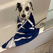 Messi participe au concours pour gagner de l'argent avec cette photo : dog, bathtub, towel, wet, pet, bathroom, tile, floor, striped_towel, white, blue, small_dog, looking, wrapped, indoor, bath, cleaning, cute, animal, canine