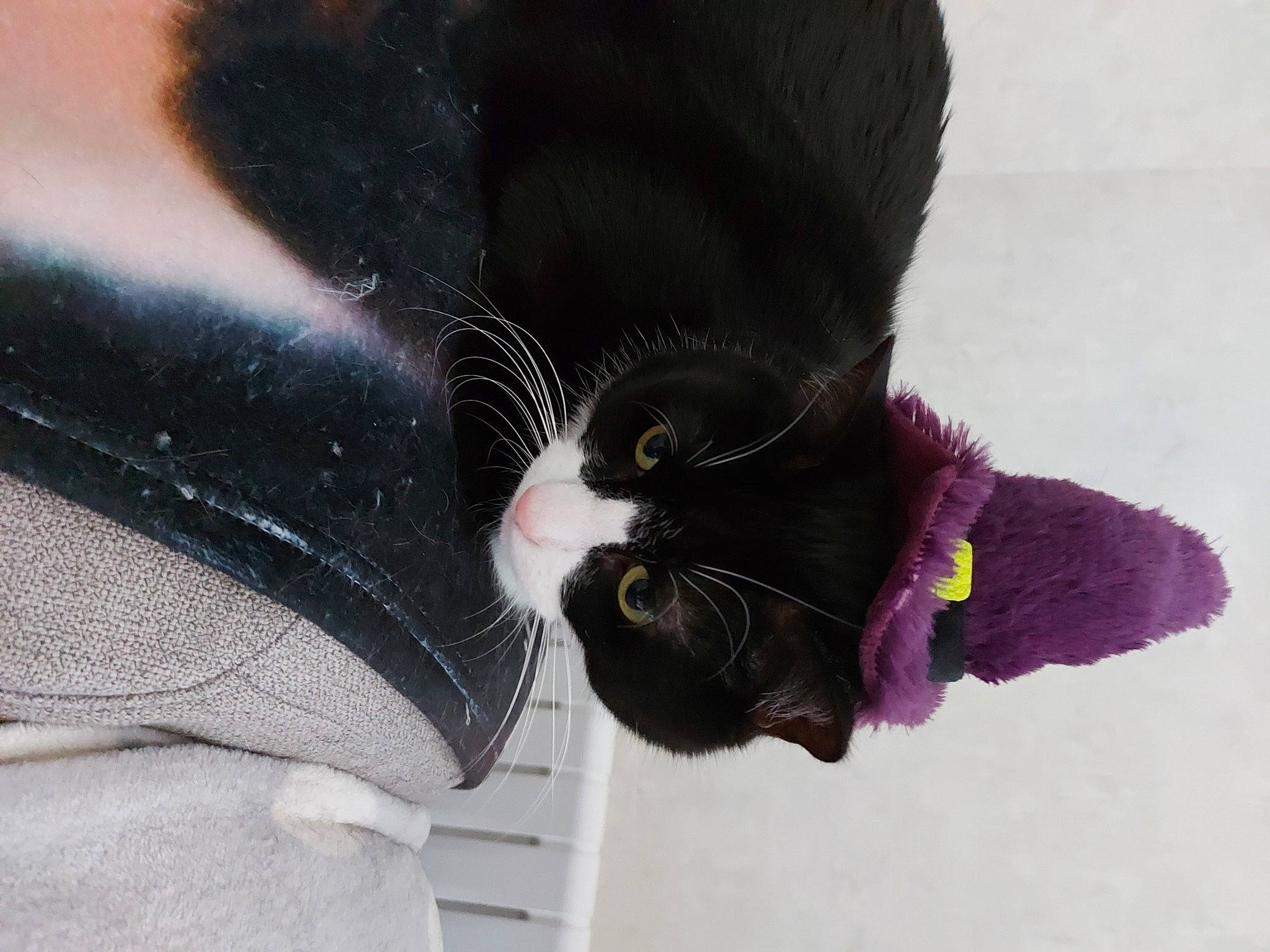 Noe a rejoint le concours — aidez-le/la à gagner de superbes lots ! black_cat, carnivore, cat, comfort, domestic_short_haired_cat, fashion_accessory, felidae, foot, fur, gesture, human_leg, leg, magenta, plant, sleeve, small_to_medium_sized_cats, snout, tail, thigh, whiskers