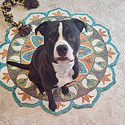 Lucka is registered to the contest to win money with this photo: animal, black_and_white, braided_rope, colorful, companion, cute, dog, domestic_animal, floor, flower_shaped, friendly, indoor, looking_up, pet, rug, sitting, tile, toy, waiting, well_groomed