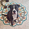 animal, black_and_white, braided_rope, colorful, companion, cute, dog, domestic_animal, floor, flower_shaped, friendly, indoor, looking_up, pet, rug, sitting, tile, toy, waiting, well_groomed