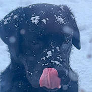 Varco a rejoint le concours — aidez-le/la à gagner de superbes lots ! dog, black_dog, snow, tongue_out, animal, pet, winter, outdoor, cute, canine, fur, licking, cold, playful, snowflakes, muzzle, ears, face, nature, portrait