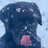 dog, black_dog, snow, tongue_out, animal, pet, winter, outdoor, cute, canine, fur, licking, cold, playful, snowflakes, muzzle, ears, face, nature, portrait