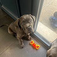 Auton participe au concours pour gagner de l'argent avec cette photo : animal, curious, cute, dog, ears, floor, glass_door, gray, home, indoor, looking_up, nose, paws, pet, pet_toy, playful, puppy, toy, window, young_dog