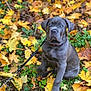 puppy, dog, gray_dog, blue_eyes, autumn_leaves, leash, outdoor, fall, nature, grass, leaf_litter, young_dog, pet, animal, sitting, cute, canine, collar, seasonal, background_blur