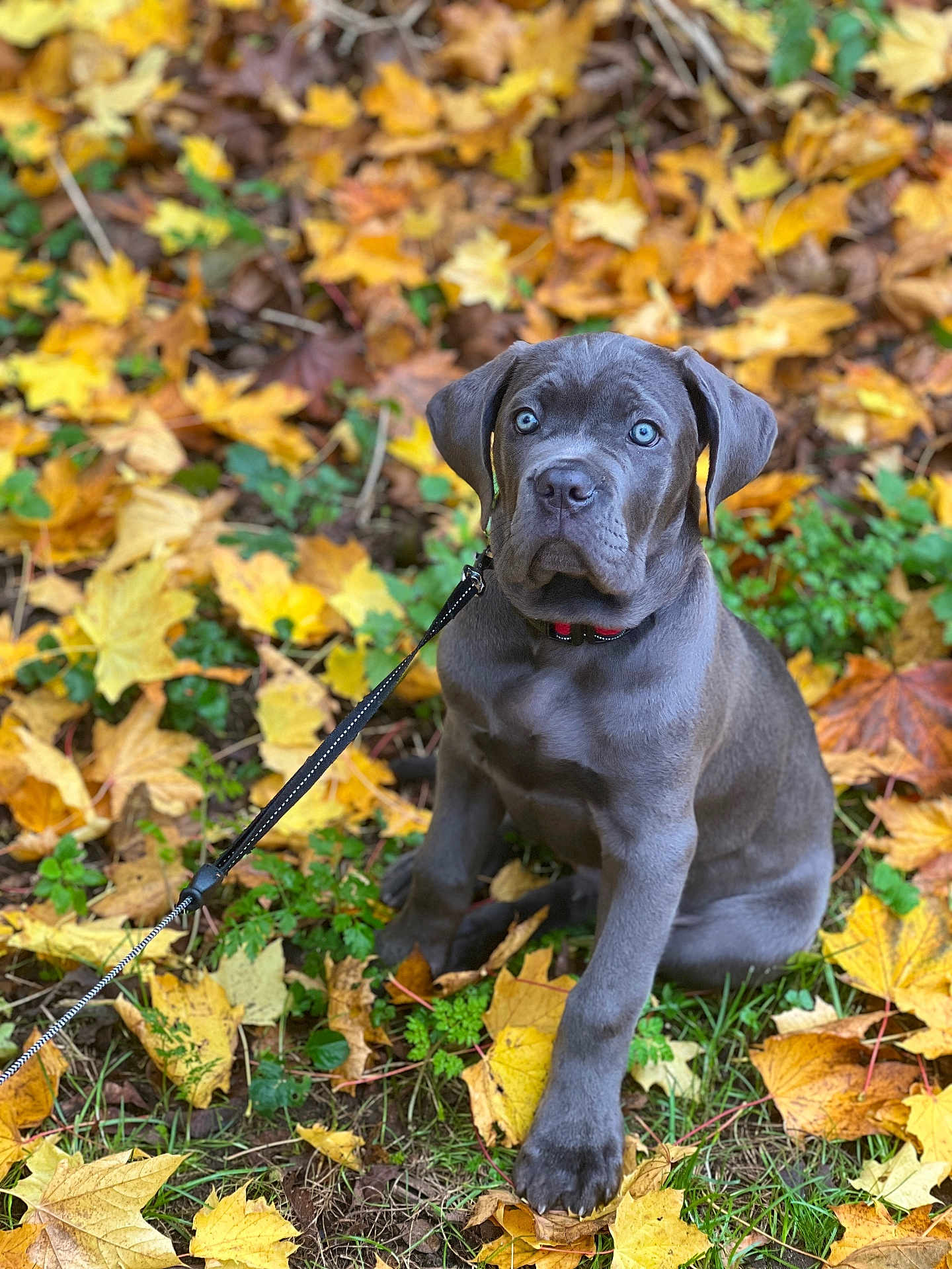 Auton participe au concours pour gagner de l'argent avec cette photo : puppy, dog, gray_dog, blue_eyes, autumn_leaves, leash, outdoor, fall, nature, grass, leaf_litter, young_dog, pet, animal, sitting, cute, canine, collar, seasonal, background_blur