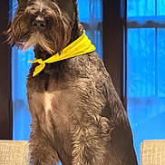 Cru joined the competition — help win amazing prizes! alert, bandana, beard, blue_lighting, canine, chair, close_up, curly_fur, dog, facial_hair, gray_fur, home, indoors, looking_at_camera, pet, portrait, schnauzer, sitting, window, yellow_bandana