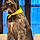 Cru
