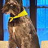 alert, bandana, beard, blue_lighting, canine, chair, close_up, curly_fur, dog, facial_hair, gray_fur, home, indoors, looking_at_camera, pet, portrait, schnauzer, sitting, window, yellow_bandana