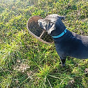 Ulya a rejoint le concours — aidez-le/la à gagner de superbes lots ! animal, basket, black_dog, canine, collar, daylight, dog, field, grass, grassland, greenery, mouth_holding, nature, outdoor, pet, playful, standing, summer, sunlight, sunshine