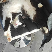 Minimus a rejoint le concours — aidez-le/la à gagner de superbes lots ! accessories, alloywheel, animal, armchair, bag, canine, car, carwheel, cat, chair, couch, dog, furniture, handbag, hardwood, kitten, machine, manx, pet, wood