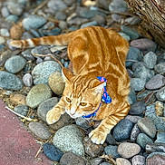 Tigre is registered to the contest to win money with this photo: cat, ginger_cat, tabby, collar, bow, stones, rocks, outdoor, animal, pet, feline, curious, alert, nature, closeup, fur, paw, ground, texture, colorful
