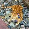 cat, ginger_cat, tabby, collar, bow, stones, rocks, outdoor, animal, pet, feline, curious, alert, nature, closeup, fur, paw, ground, texture, colorful