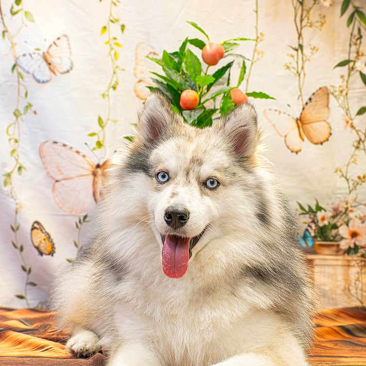Athena participe au concours pour gagner de l'argent avec cette photo : dog, blue_eyes, fluffy, siberian_husky, tongue_out, laying_down, indoor, flower_arrangement, butterfly, decor, plant, pastel_colors, wooden_surface, portrait, cute, pet, animal, smiling, background, cozy