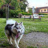 Athena a rejoint le concours — aidez-le/la à gagner de superbes lots ! dog, animal, outdoor, park, grass, tree, path, bench, pet, fluffy, blue_eyes, tongue, walking, nature, summer, daylight, canine, happy, fur, background_blur