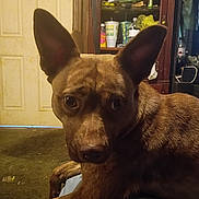 Nugget joined the competition — help win amazing prizes! dog, brown_dog, indoor, pet, ears, carpet, furniture, cup, cabinet, door, looking, animal, mammal, canine, household, relaxed, closeup, portrait, domestic, companion