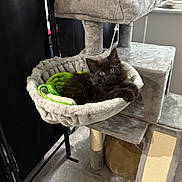 Noodles joined the competition — help win amazing prizes! black_kitten, cat, cat_hammock, cat_tree, plush, indoor, cozy, furniture, pet, animal, feline, blanket, gray, green, comfortable, resting, cute, young_cat, soft, home