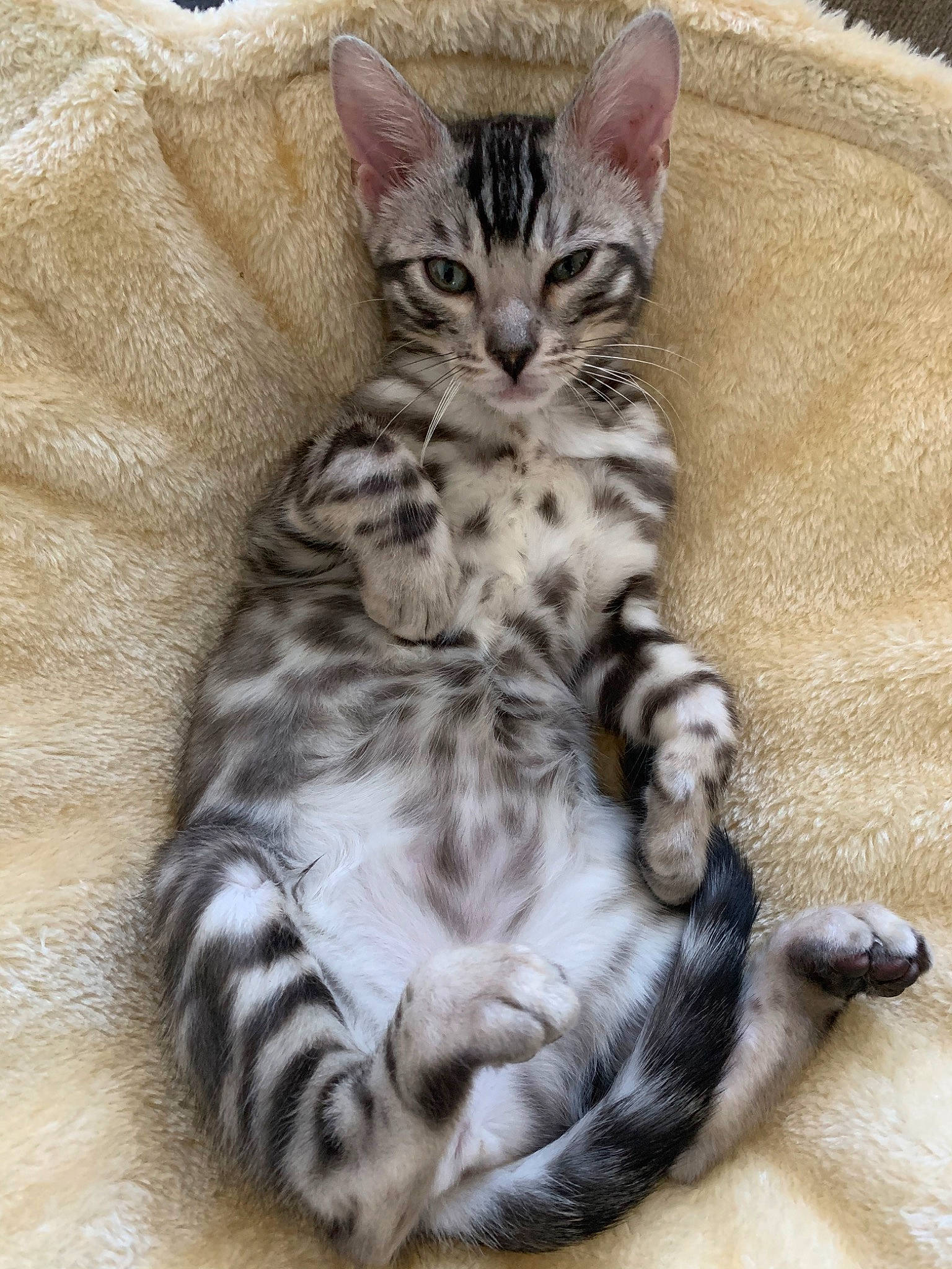 Katara joined the competition — help win amazing prizes! american_shorthair, american_wirehair, asian, australian_mist, bengal, carnivore, cat, domestic_short_haired_cat, dragon_li, egyptian_mau, european_shorthair, felidae, kitten, mammal, rusty_spotted_cat, small_to_medium_sized_cats, sokoke, tabby_cat, vertebrate, whiskers