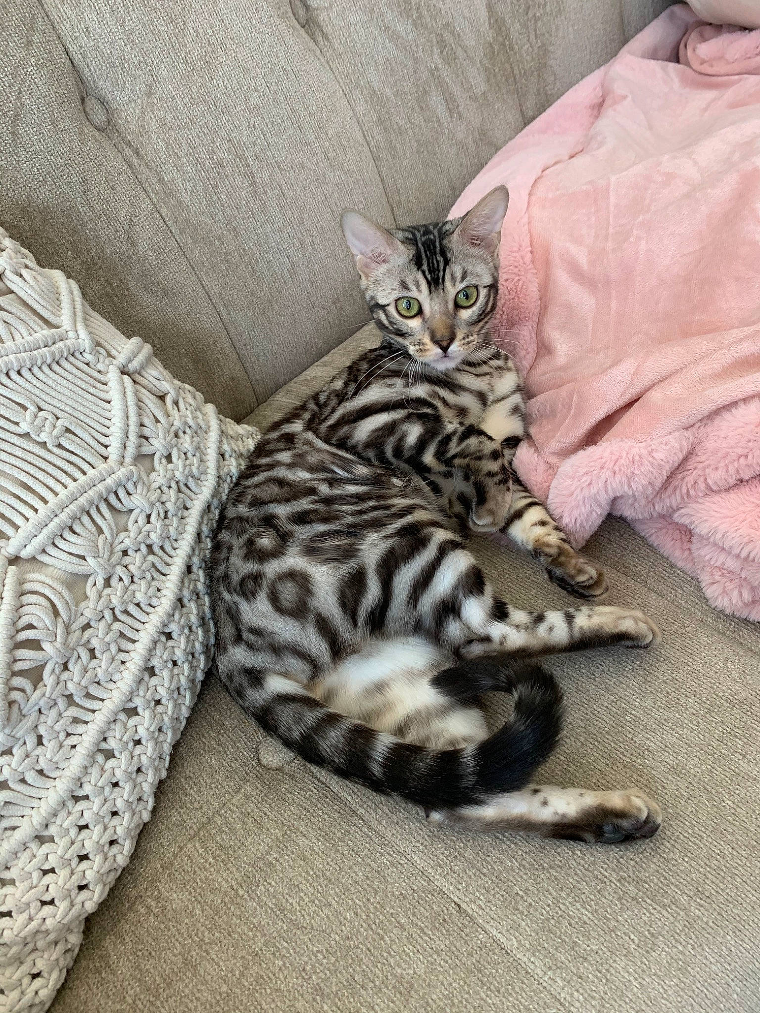 Katara joined the competition — help win amazing prizes! american_shorthair, asian, bengal, carnivore, cat, domestic_short_haired_cat, dragon_li, egyptian_mau, european_shorthair, felidae, kitten, mammal, small_to_medium_sized_cats, tabby_cat, vertebrate, whiskers